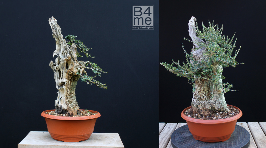 olive bonsai